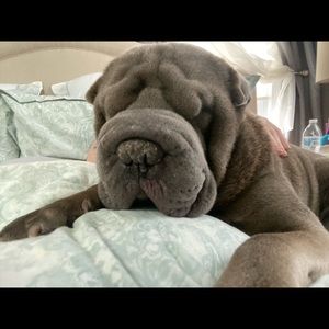 Meet your Posher, Melanie